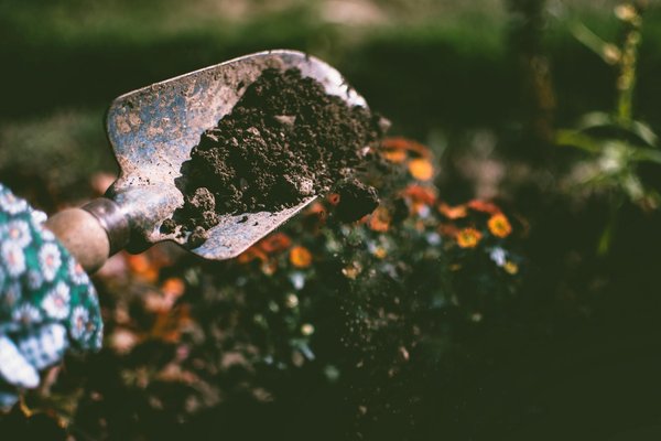 Solutions Vertes pour Remplacer Votre Gazon Traditionnel : Optez pour l'Écologie